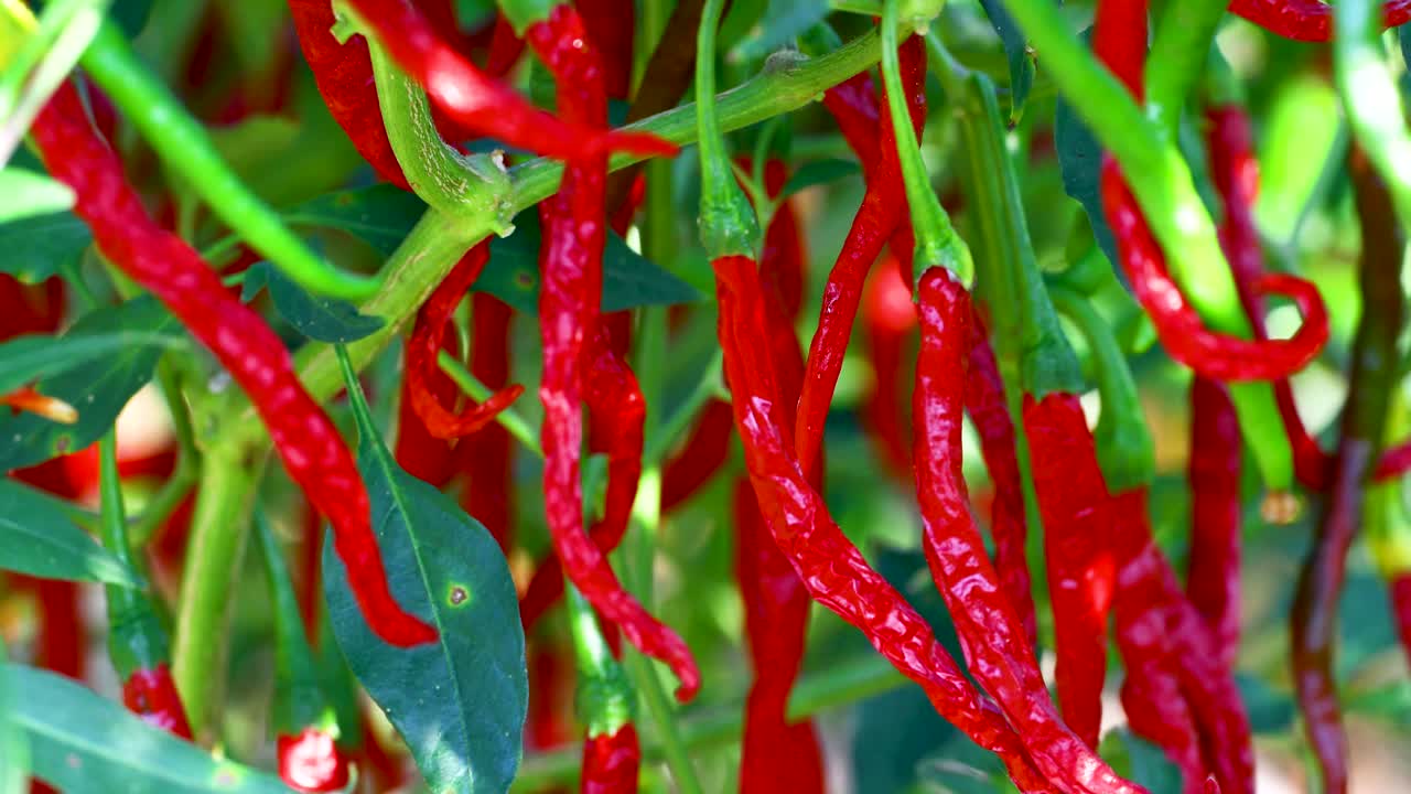 Static video of many cayenne peppers growing in a garden