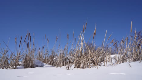 Pan-shot-in-nature-with-Distaff