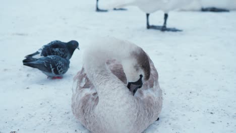 Siegelschwan-Sitzt-Im-Schnee-Und-Beschneidet-Neben-Tauben