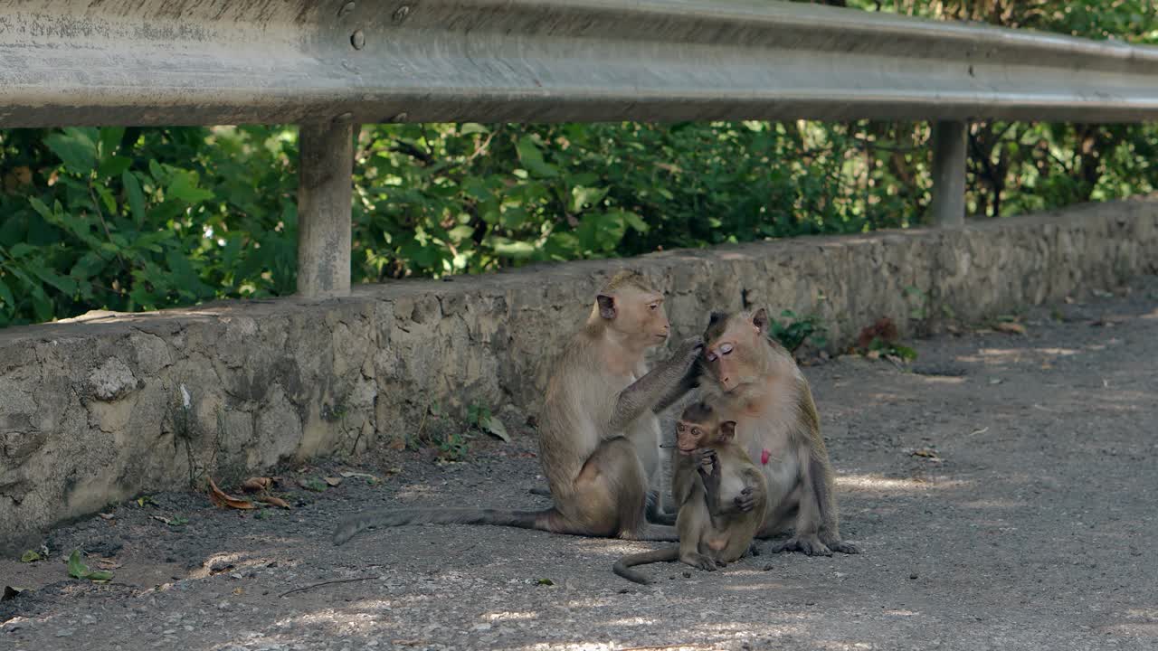 familia de macacos con pelaje marrón corto se sienta en el camino de asfalto