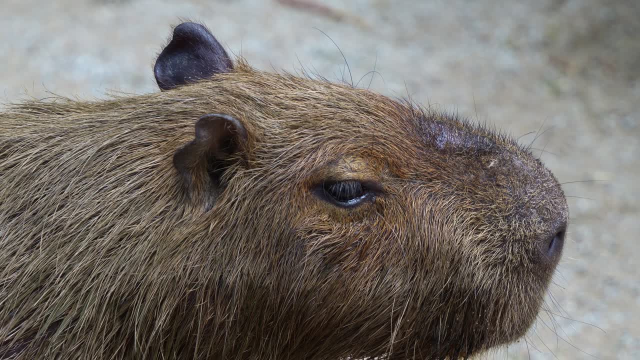 Close up shot of a calm capybara (hydrochoerus hydrochaeris) flapping its little ears to deter flies.