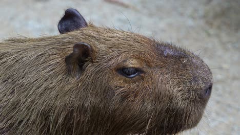 close up shot of a calm capybara (hydrochoerus hydrochaeris) flapping its little ears to deter flies.