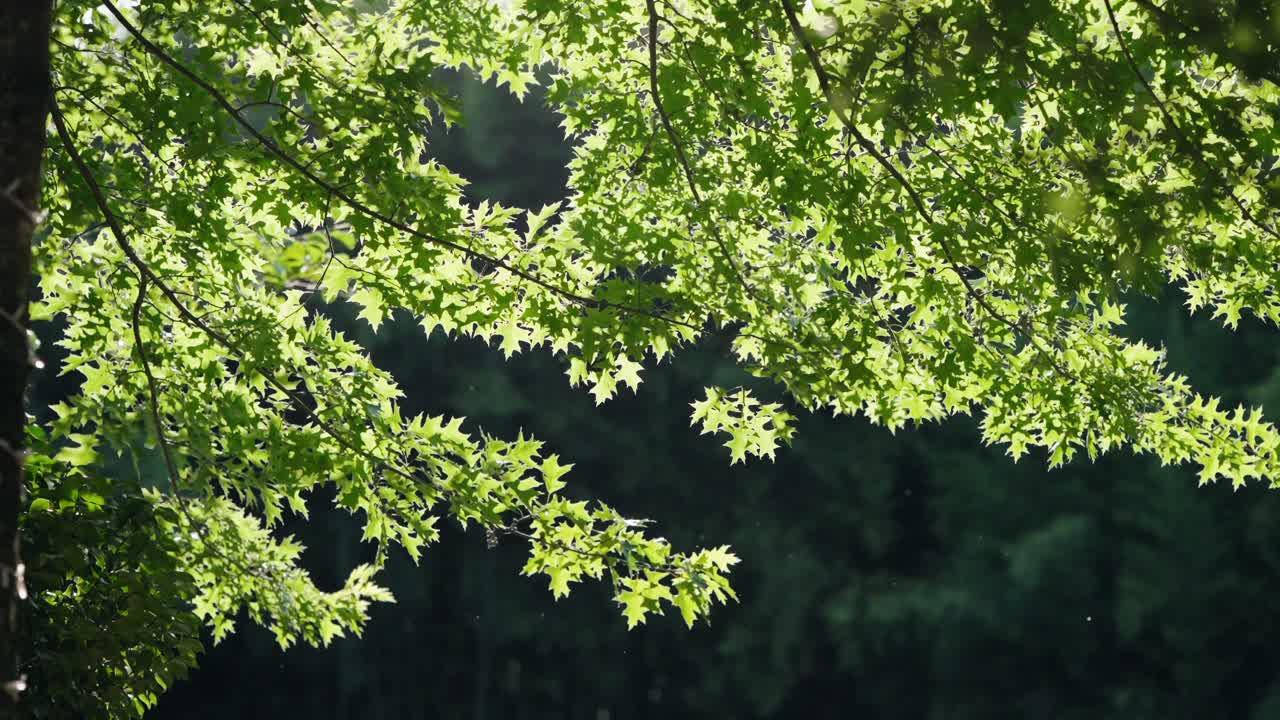 Sunlight filtering through vibrant green leaves of a tree branch against a dark background