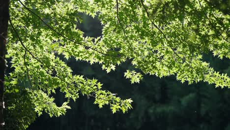 sunlight filtering through vibrant green leaves of a tree branch against a dark background