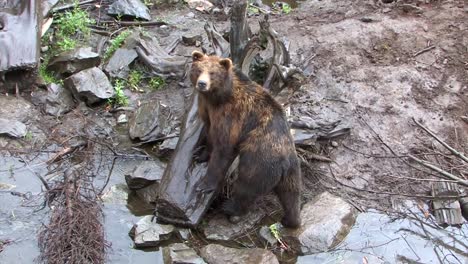 black bear looking around. rainy day in alaska