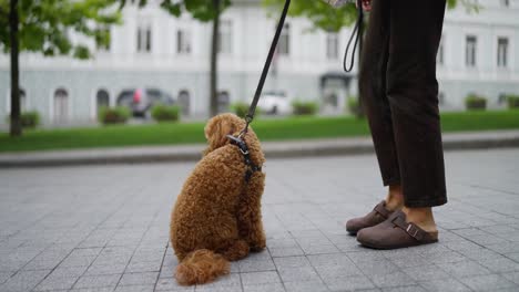 woman walks dog on a leash in a city park