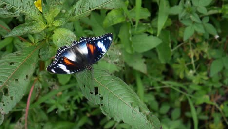 Schmetterlinge-Sitzen-Auf-Den-Grünen-Blättern.-Natürlichen-Hintergrund