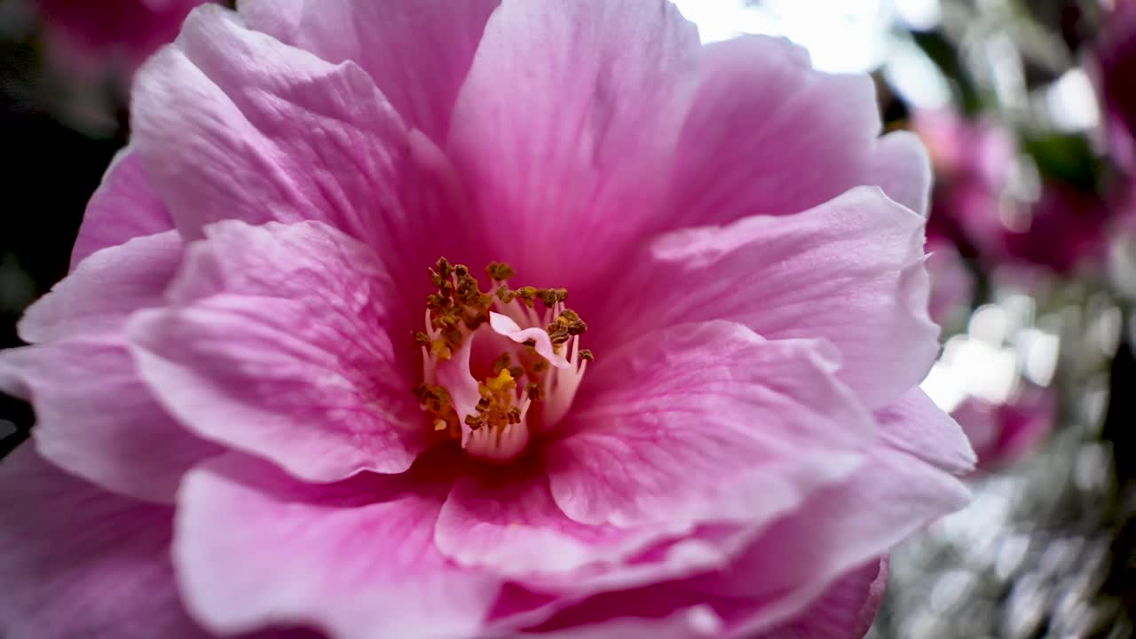 Vista macro di una rosa rosa che mostra petali stratificati, pistilli centrali e un bokeh morbido per un'atmosfera romantica.