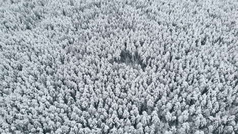 Vista-Aérea:-Bosque-De-Invierno.-Rama-De-Un-árbol-Nevado-Con-Vistas-Al-Bosque-De-Invierno.-Paisaje-Invernal,-Bosque,-árboles-Cubiertos-De-Escarcha,-Nieve.