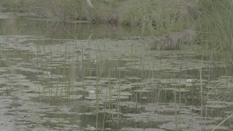 pond with water lilies and vegetation