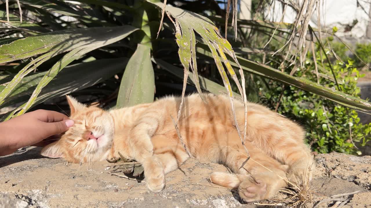 日光の下、屋外の植物の近くでくつろぐリラックスしたオレンジ色のトラ猫を撫でる手のクローズアップ。