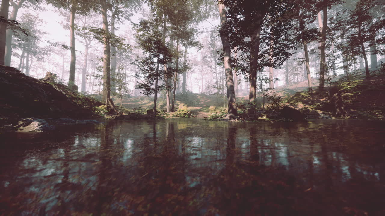 Tranquil forest reflecting in calm water with sunlight filtering through