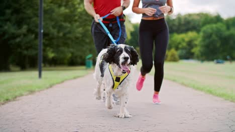 Close-up-of-dog-and-couple’s-legs-during-running,-Katowice,-Poland