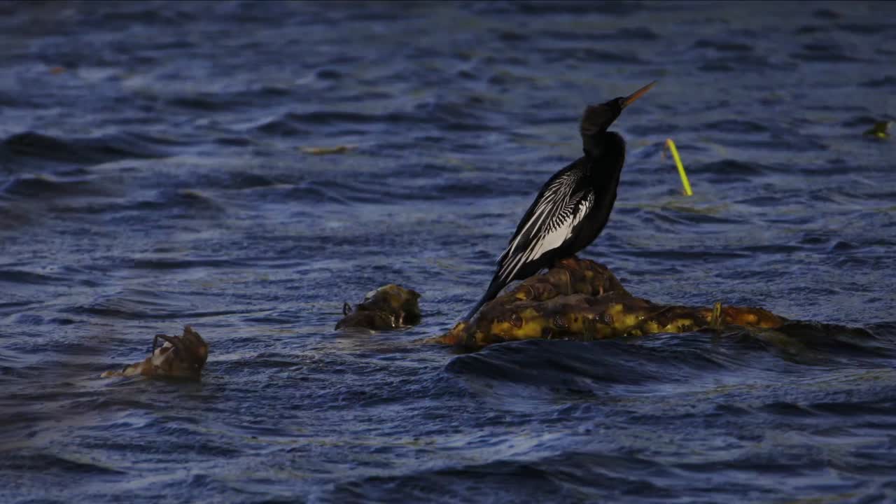 Vill anhinga-fugl i mellomskudd, sittende på gren i vindfull, bølgete innsjø