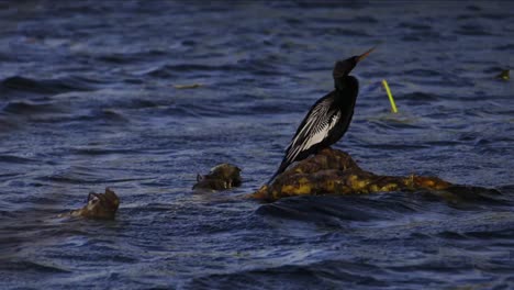 pájaro anhinga salvaje disparado medio posado en una rama en un lago ondulado y ventoso
