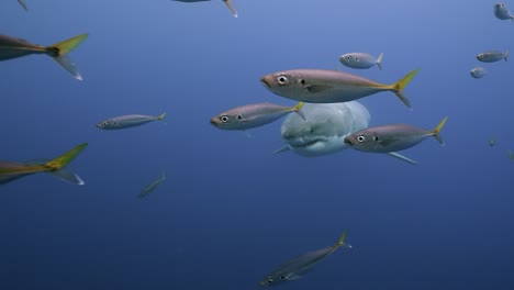 Slow-motion-shot-of-a-great-white-shark,-Carcharodon-carcharias-approaches,-gets-close-in-clear-water-of-Guadalupe-Island,-Mexico