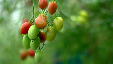 organic red and green cherry tomatoes hanging on tomato vine plant in green house, filmed as slow motion close up titling down and up