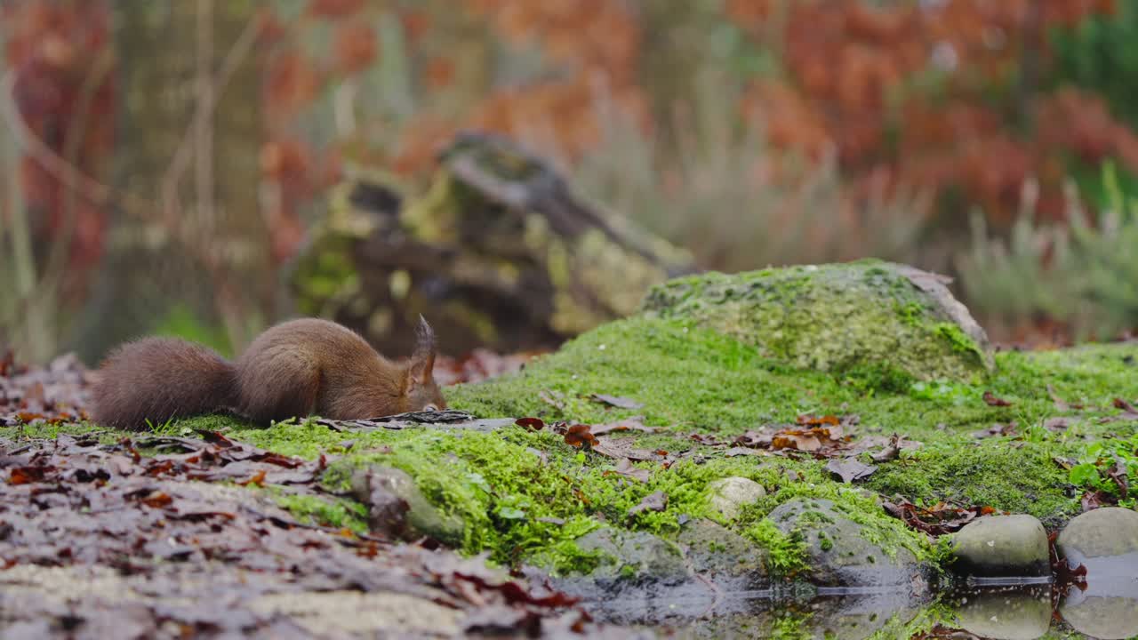 Slow motion of red squirrel drinking water from puddle along moss covered log in shaded woodland clearing