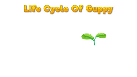 animation depicting the life cycle of a guppy.