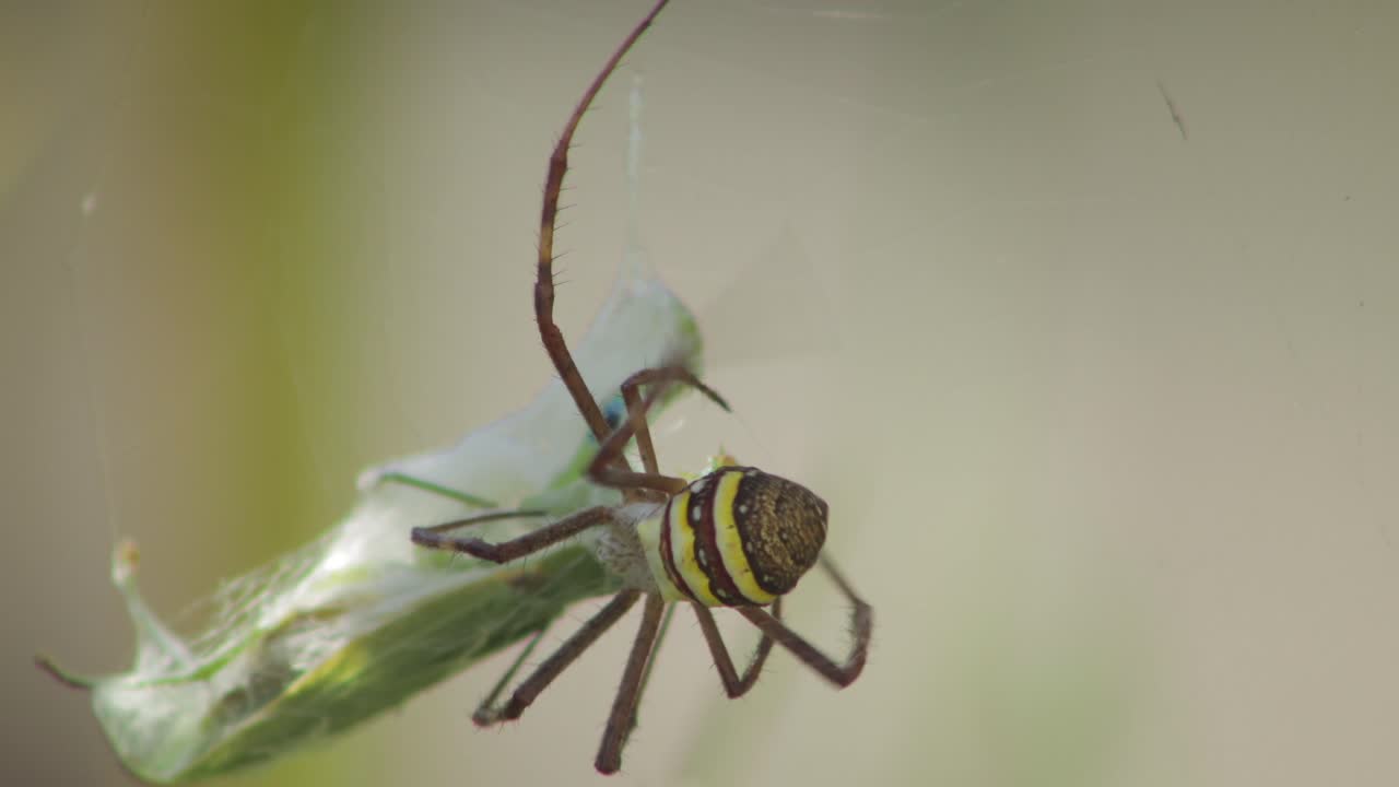cruz de san andrés araña hembra comiendo mantis orante atrapado en la red durante el día australia soleada victoria gippsland maffra