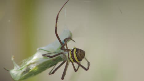 St.-Andreaskreuz-Weibliche-Spinne-Essen-Gottesanbeterin-Gefangen-Im-Netz-Tagsüber-Sonnig-Australien-Victoria-Gippsland-Maffra