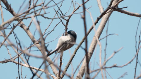 pájaro de pantano picoteando brotes colgando de la rama de un árbol en la primavera de japón