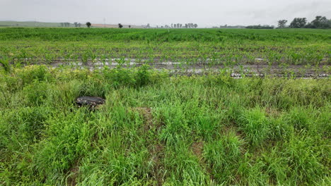 Ducha-De-Lluvia-Sobre-El-Campo-Agrícola