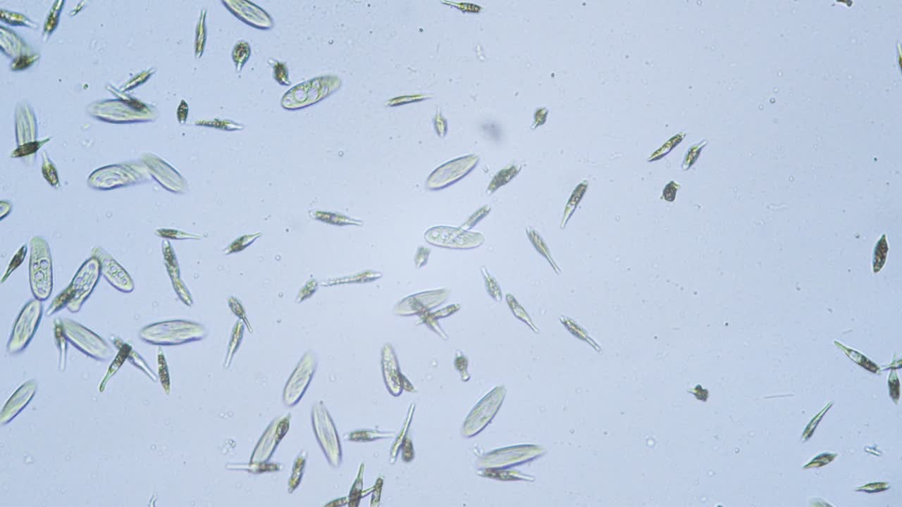 protozoos organismos unicelulares en microscopio campo claro