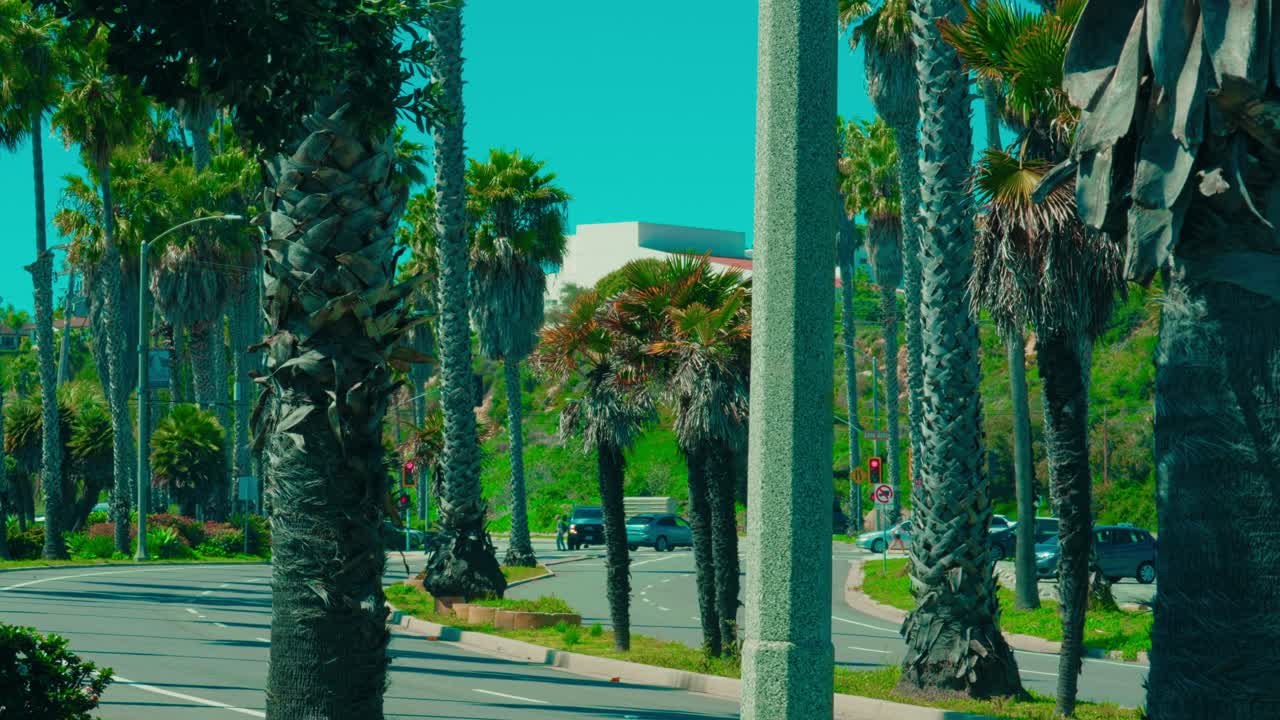 Shoreline Dr from Santa Barbara California. Towering Fan Leaves Under Clear Sky