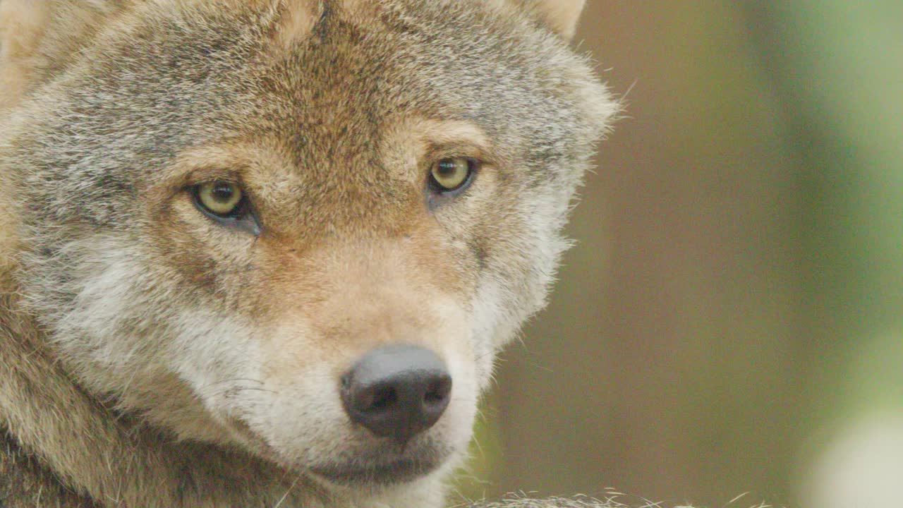 A European wolf slowly turns its head from front to side profile in a soft, natural forest setting. Gentle daylight and shallow depth of field highlight the animal’s features