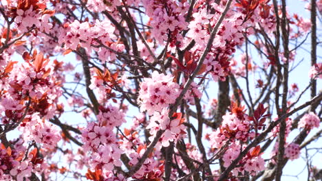abejas recogiendo polen en un cerezo de flor rosa en primavera