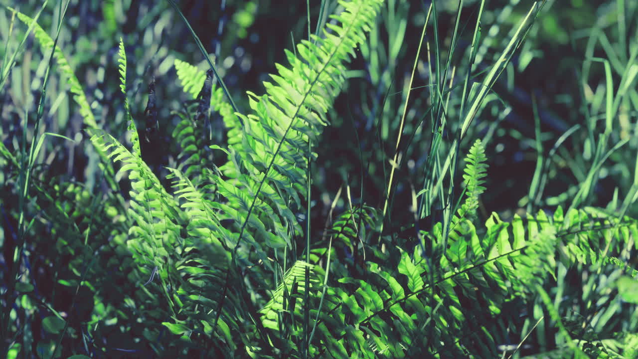 Lush greenery fills the forest floor with vibrant ferns swaying in the breeze
