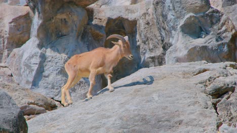 ibex on rocks