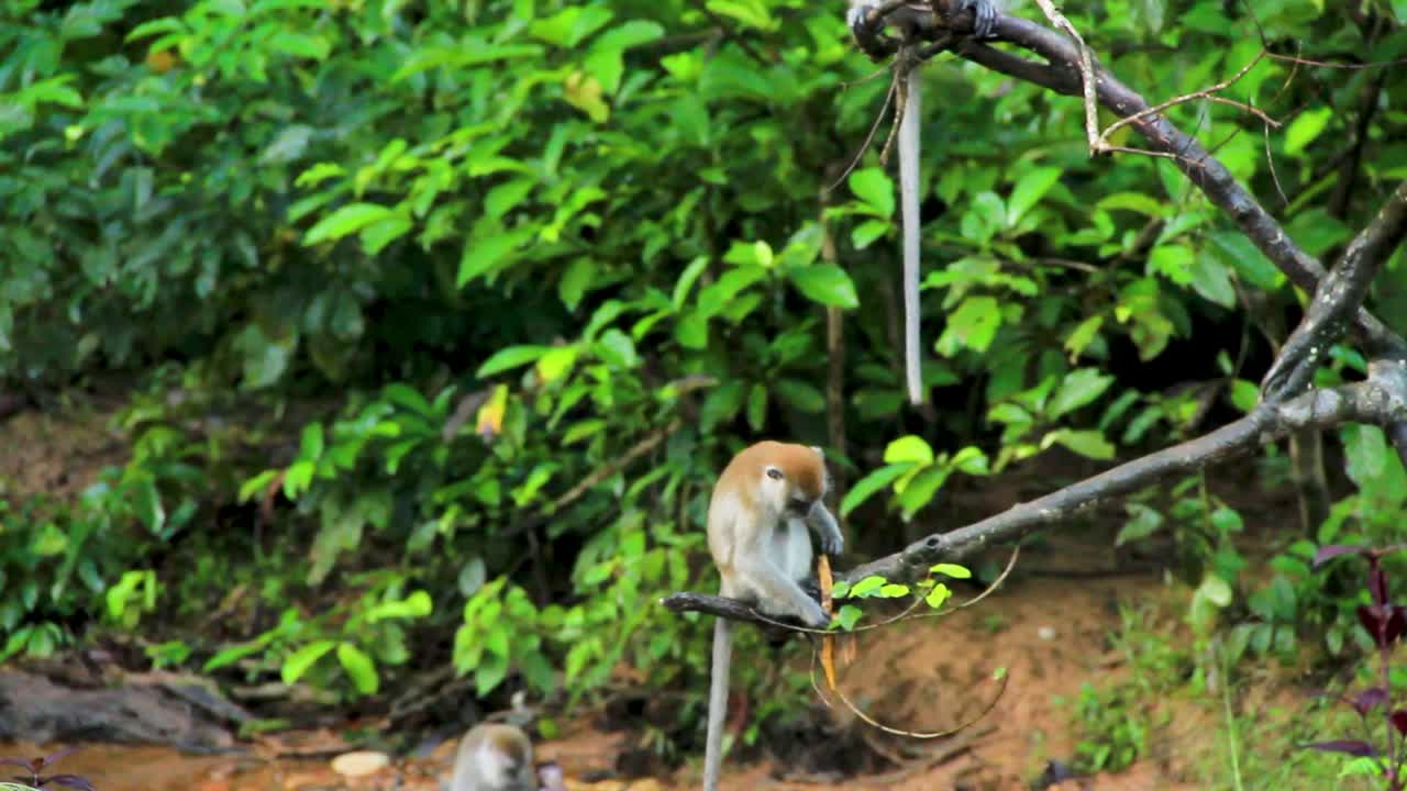 mono balinés balanceándose en una rama larga de un árbol comiendo un plátano en sumatra, indonesia - amplia toma de rastreo medio