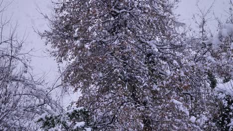 Fuertes-Nevadas-Caen-Sobre-Los-árboles-En-Guardiagrele,-Abruzzo,-Italia