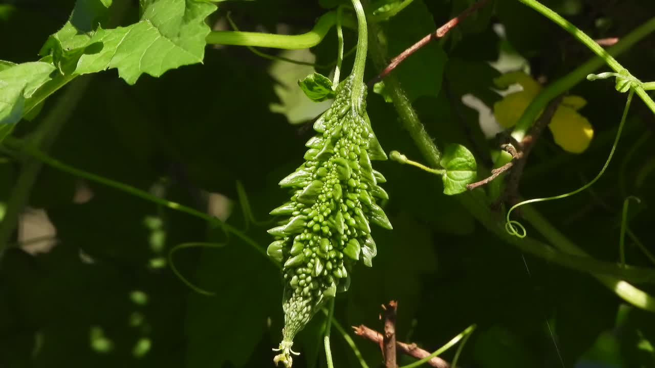 쓴 멜론 - 씨 - 음식 - mp4