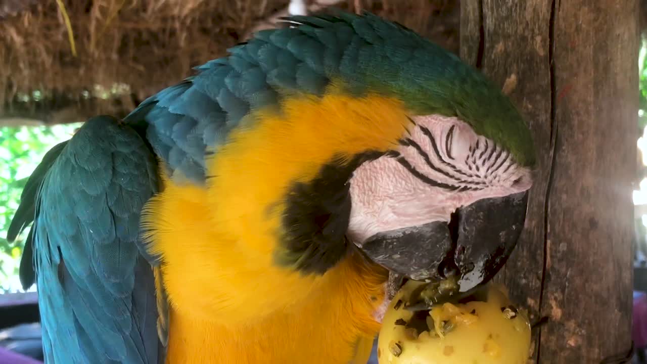 Camera moves downward as a parrot eats a passion fruit