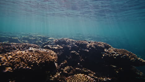 sparkling sun light beams pass across tops of sharp jagged coral reef in australia