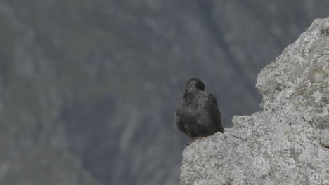 el pájaro volando de una montaña de roca.