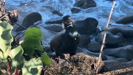 imagen de 4k de un pájaro cormorán en un acantilado girando hacia la cámara