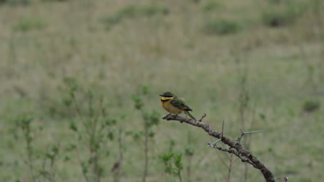 cámara lenta del pequeño abejaruco tomando de una rama con pastizales llanos en el fondo