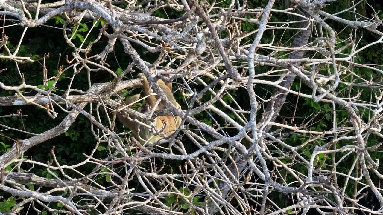 Stunning aerial drone footage captures a two-toed sloth partially hidden within the intricate, dense branches of the tropical rainforest canopy near Puerto Viejo de Talamanca, Costa Rica
