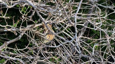 stunning aerial drone footage captures a two-toed sloth partially hidden within the intricate, dense branches of the tropical rainforest canopy near puerto viejo de talamanca, costa rica