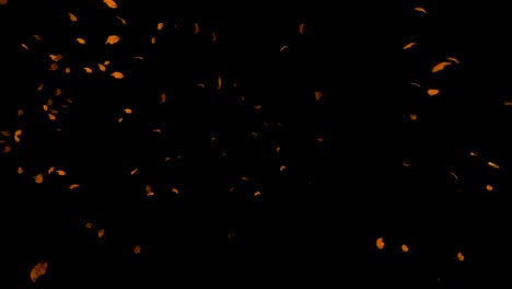 hojas de otoño volando, contra un fondo negro, 4k