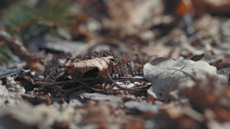 an ant highway in the forest