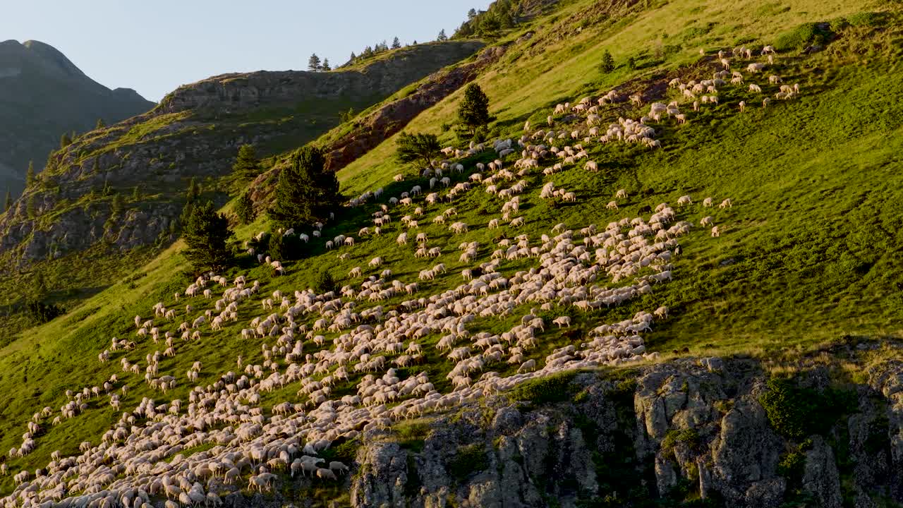 Herd of Sheep Grazing on a Mountain Hillside