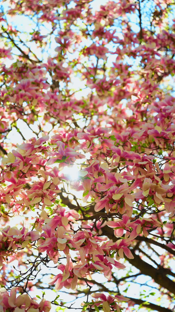 Vibrant pink magnolia blossoms on tree branches against sky. Low angle view of blooming magnolia flowers with sunlight filtering through petals