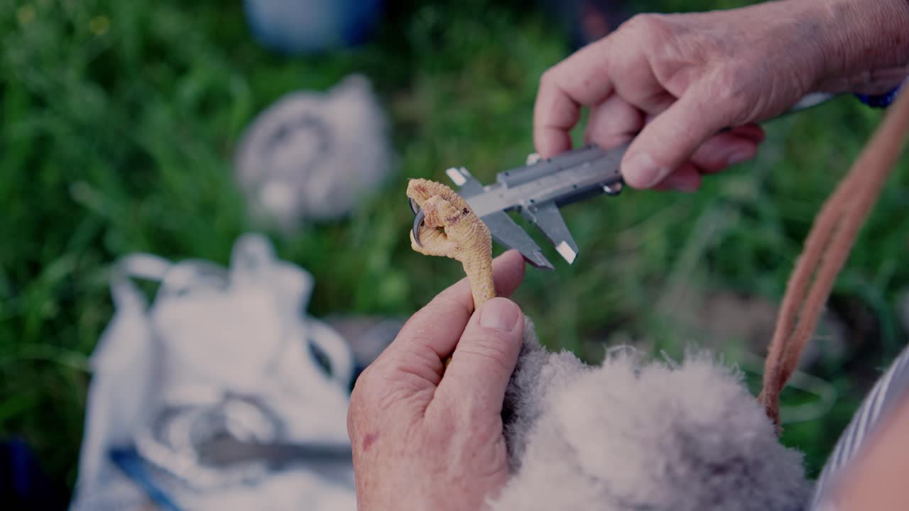Measurement Of Common Buzzard's Claw With Caliper