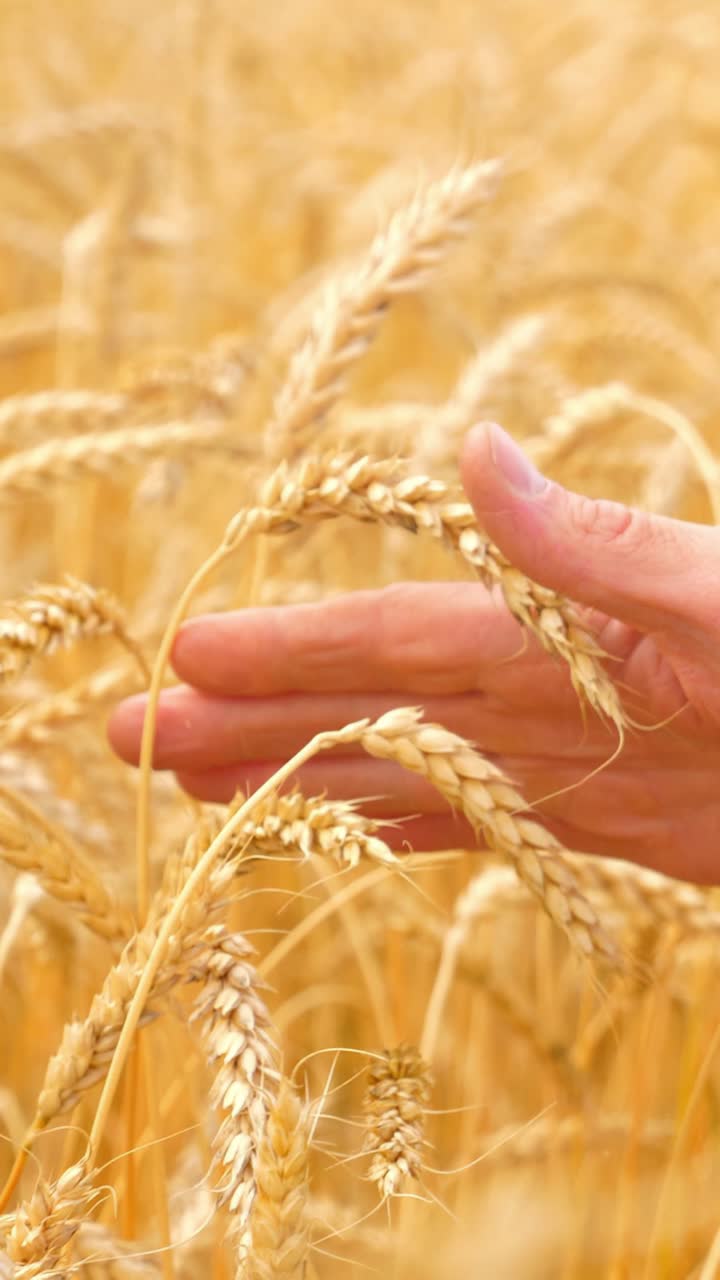 Hand gently touching golden wheat stalks in a sunlit field, showcasing nature's beauty and harvest