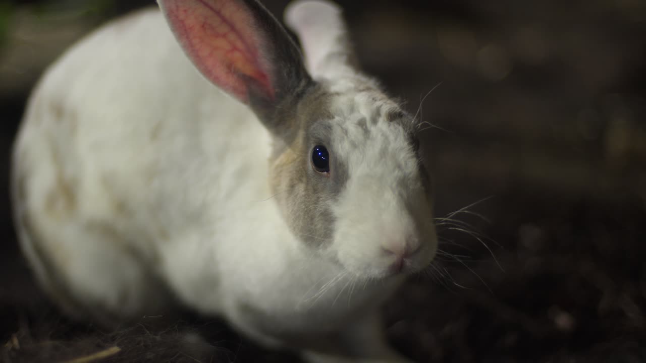 Domestic White Rabbit Wiggling Nose And Smelling Something. Close-up Shot